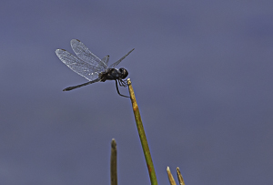 Dragon Fly, Pitch Lake, Trinidad
